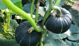 网红小鱼棠最新吃瓜,揭秘娱乐圈幕后真相