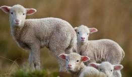 小羊羊爆料最新内容