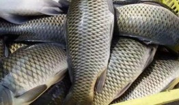 鲤鱼养殖爆料方法图解视频,图解视频精华概述