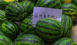 免费吃瓜部落,揭秘网络社交新潮流