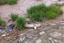 死猪新闻爆料,揭开环境污染与食品安全黑幕