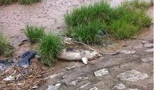 死猪新闻爆料,揭开环境污染与食品安全黑幕