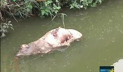 死猪新闻爆料,揭开环境污染与食品安全黑幕