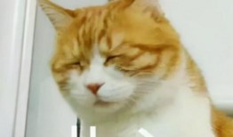 斗鱼大佬爆料视频大全,揭秘电竞圈幕后风云