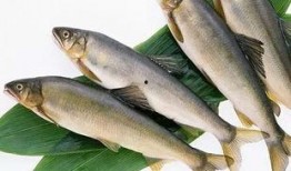 新闻爆料海鱼视频播放,揭秘海洋生物的神秘世界