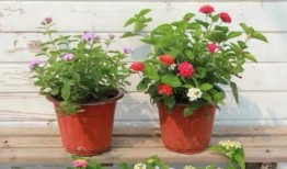 花果园爆料火灾视频最新,最新视频揭露惊人细节