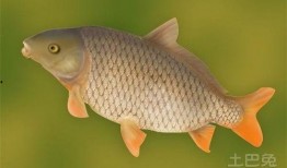 鲤鱼养殖爆料方法图解视频,图解视频精华概述