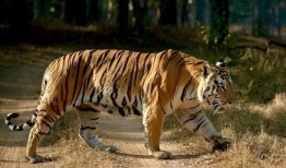 掠食猛兽爆料视频大全集,揭秘大自然生死较量全纪录