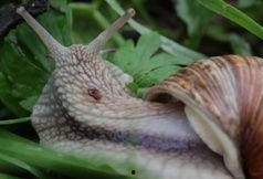 蜗牛视频大全在线观看,海量精彩内容，一键在线观看