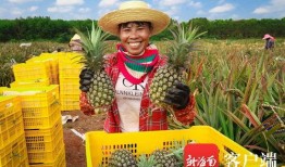 凤梨爆料视频大全集,揭秘娱乐圈幕后真相