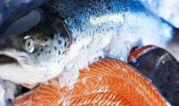 新闻爆料海鱼视频播放,揭秘海洋生物的神秘世界