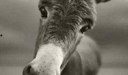 二驴爆料刘二狗视频大全,二驴爆料背后的精彩瞬间