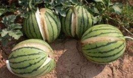 广汉吃瓜最新事件爆料是真的吗,最新爆料真相揭秘