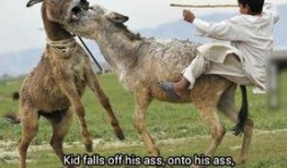 二驴爆料刘二狗视频大全,二驴爆料背后的精彩瞬间