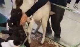 小羊羊爆料最新内容