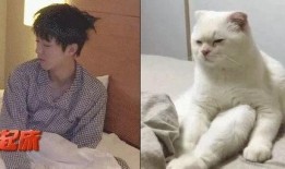 吃瓜娱乐的喵哥是谁啊视频,吃瓜娱乐界的神秘喵哥是谁？