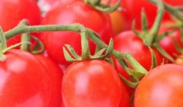 番茄免费小说吃瓜系统豪门,吃瓜系统带我逆袭