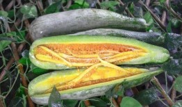 网红小鱼棠最新吃瓜,揭秘娱乐圈幕后真相