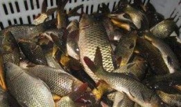 鲤鱼养殖爆料方法图解视频,图解视频精华概述