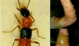 昆虫学者新皮肤爆料视频,新皮肤爆料视频深度解析
