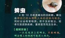 昆虫学者新皮肤爆料视频,新皮肤爆料视频深度解析