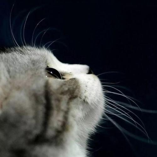 娱乐吃瓜酱猫条,揭秘娱乐圈那些不为人知的幕后故事